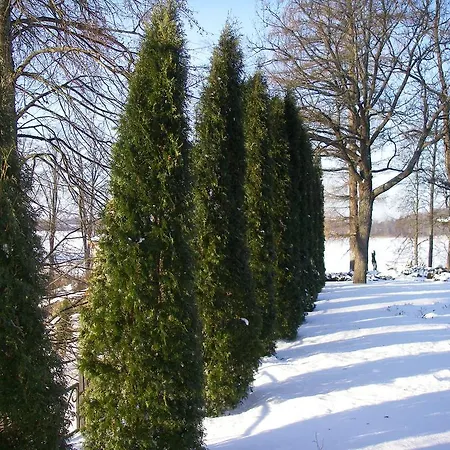 Saulesstari